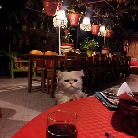 호스텔 Ferah Monica's Place *