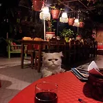 Albergue Ferah Monica's Place *