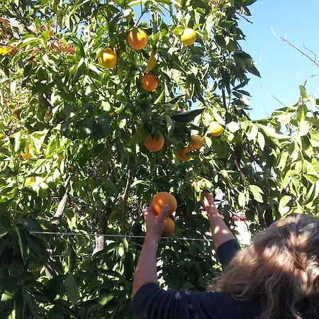 Ferah Monica's Place * 费特希耶